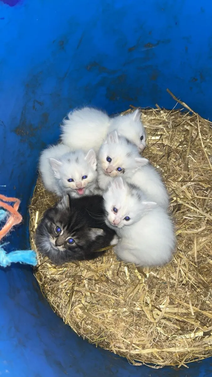Kittens for sale