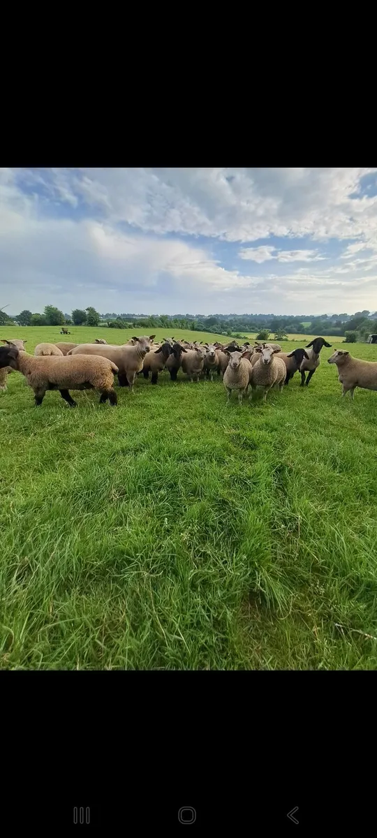 Pedigree charollais and suffolk ram lambs - Image 1