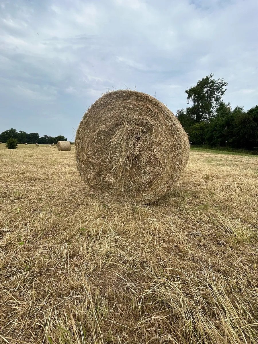 Hay - Image 4