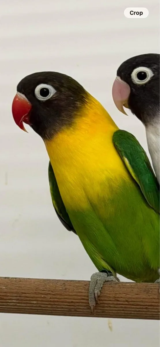 Love Birds - Image 1
