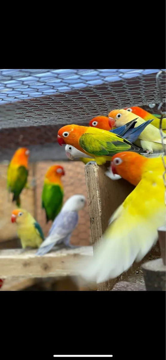 Love Birds - Image 2