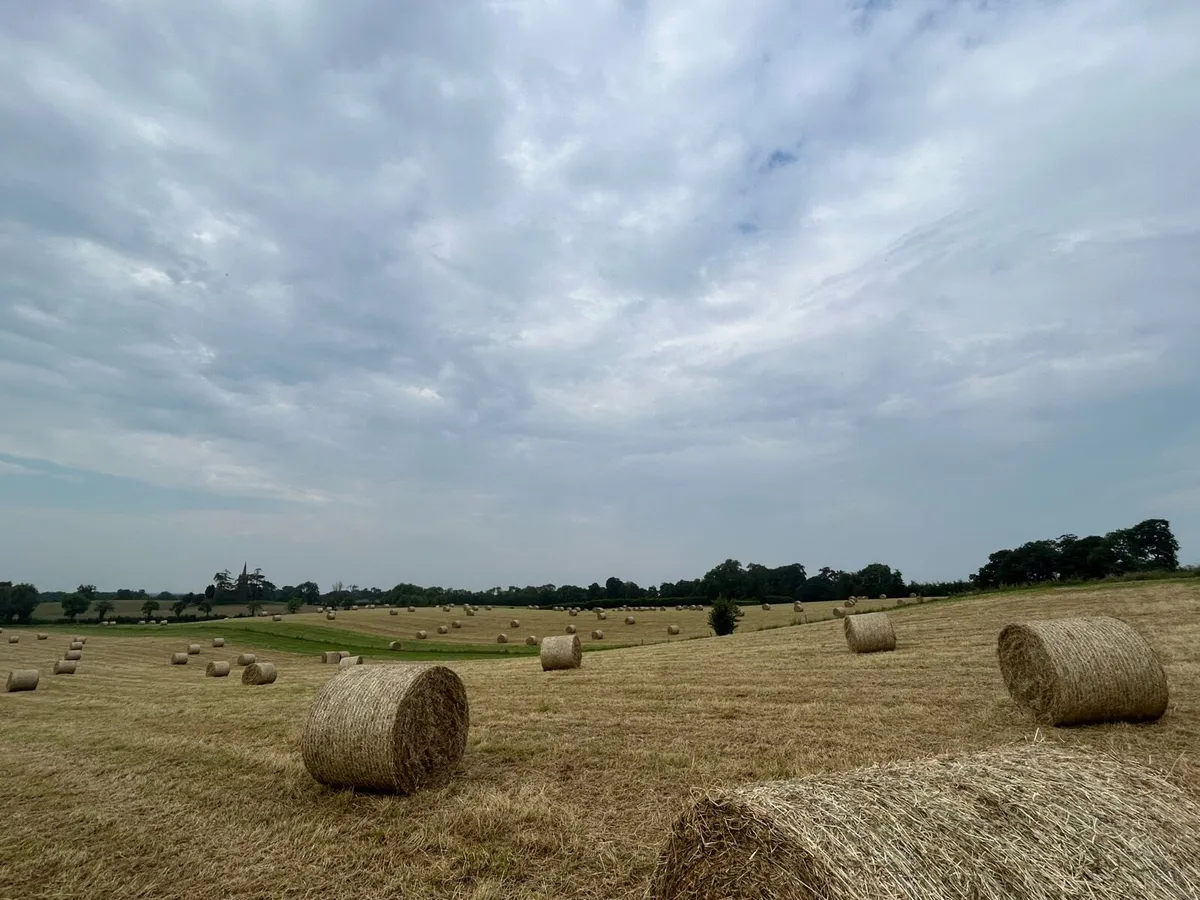 Hay - Image 1