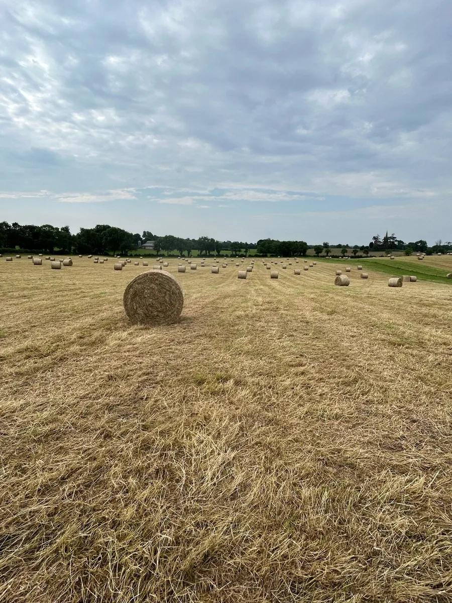 Hay - Image 2