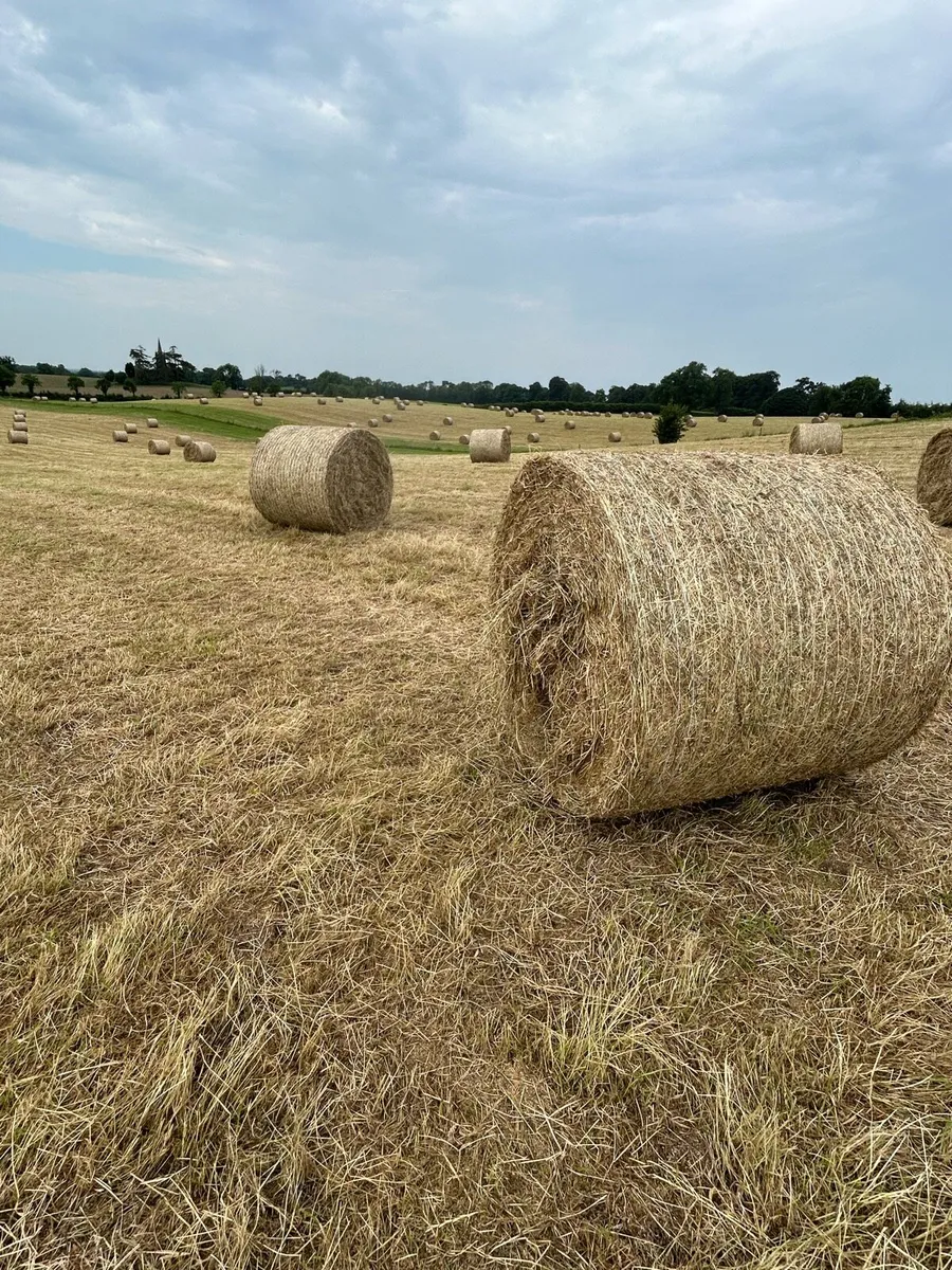 Hay - Image 3