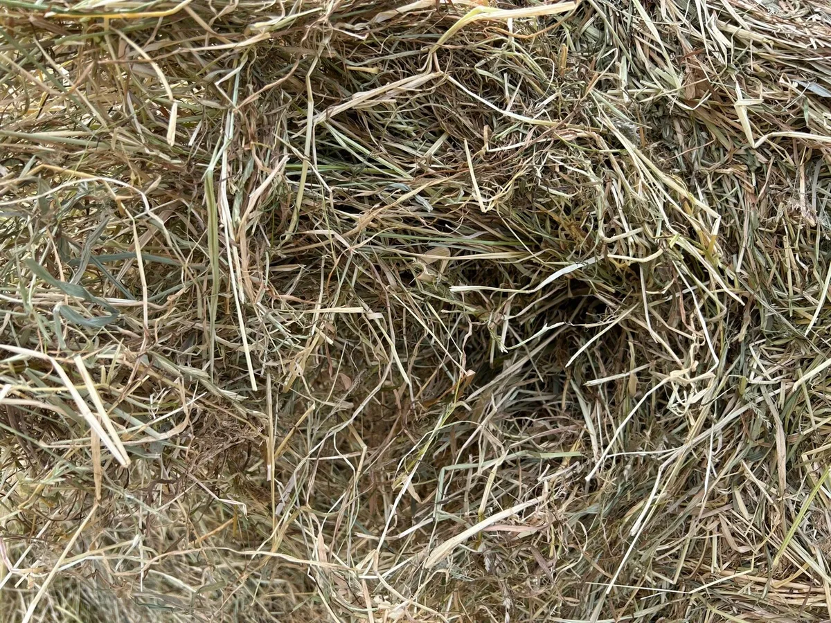 Hay - Image 4