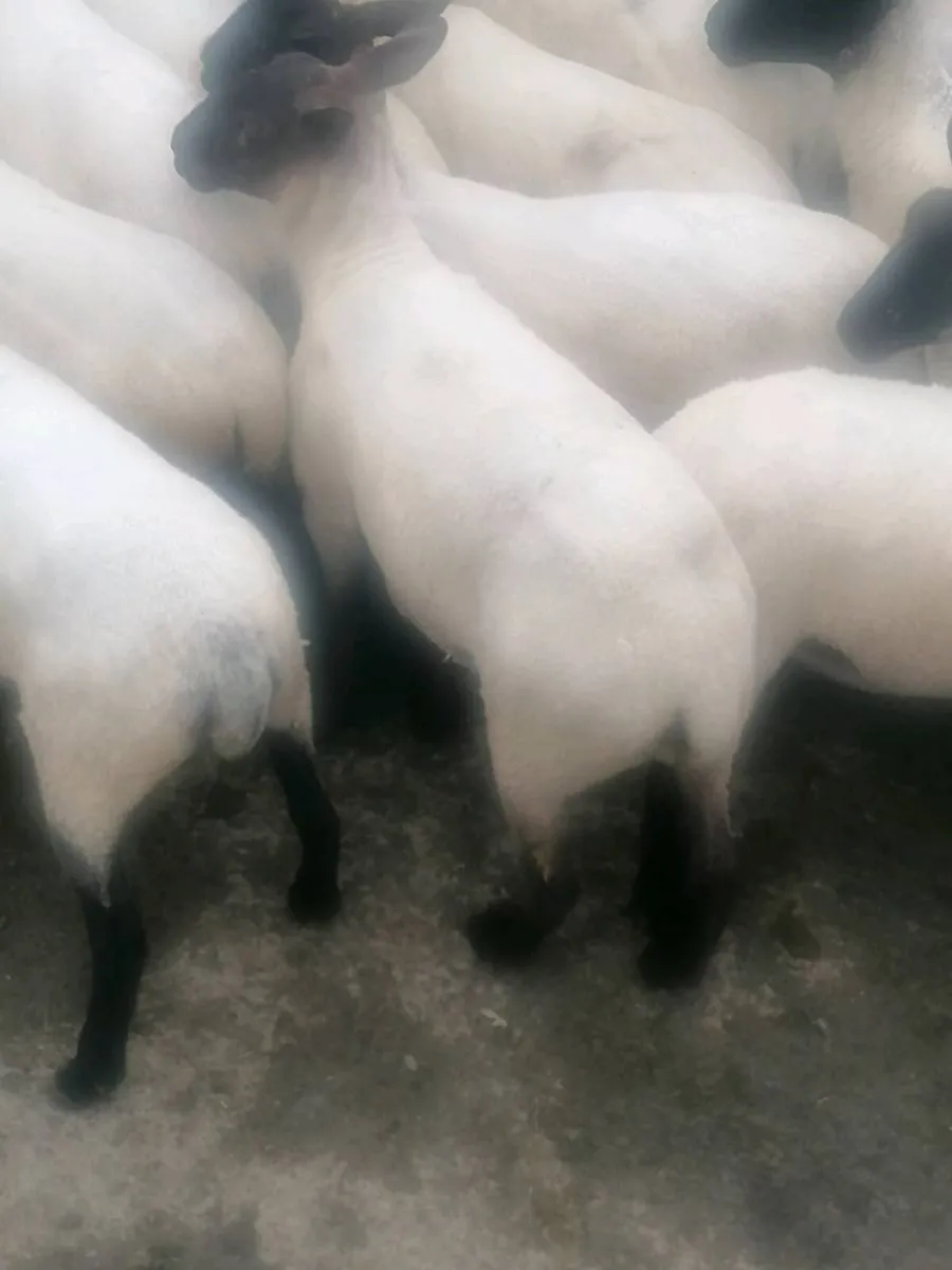 Hoggets - Image 4