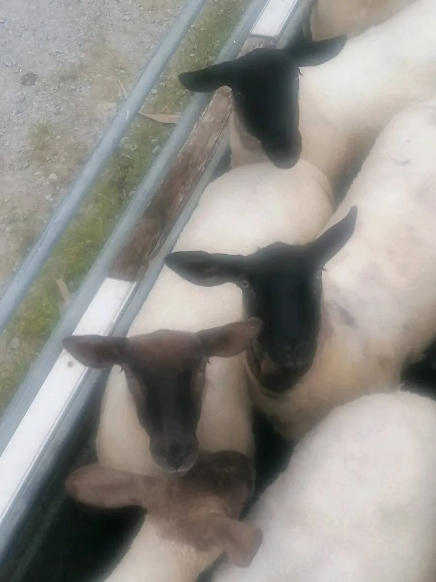 Hoggets - Image 1