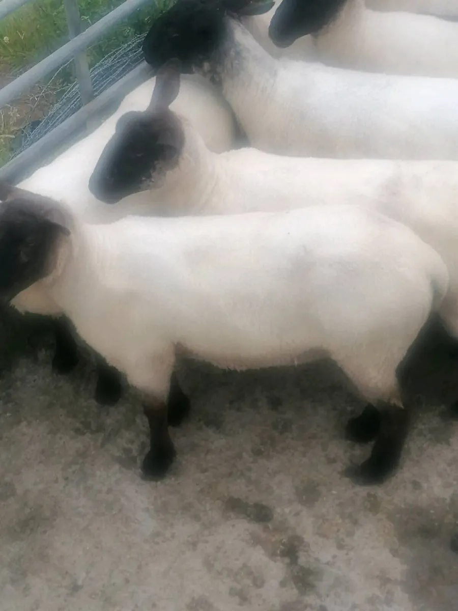 Hoggets - Image 2