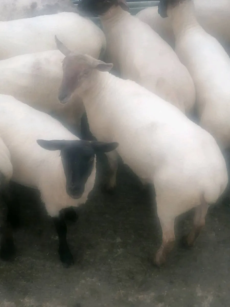 Hoggets - Image 3