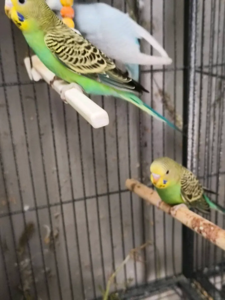 Budgies, Canaries and assorted cages - Image 1
