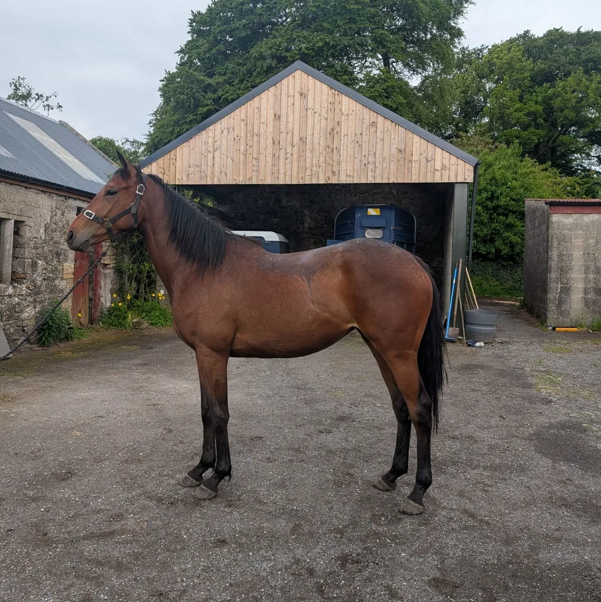 National Hunt Filly
