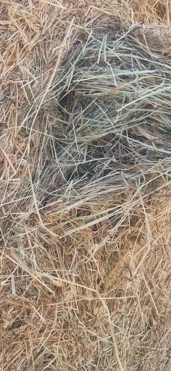 Hay - Image 2
