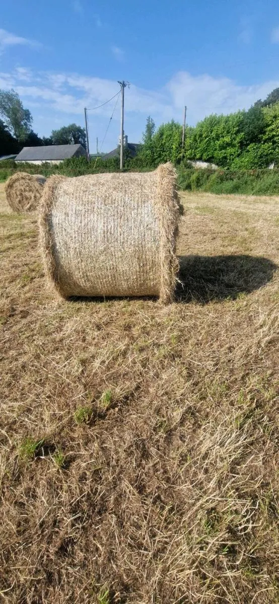 Hay - Image 1