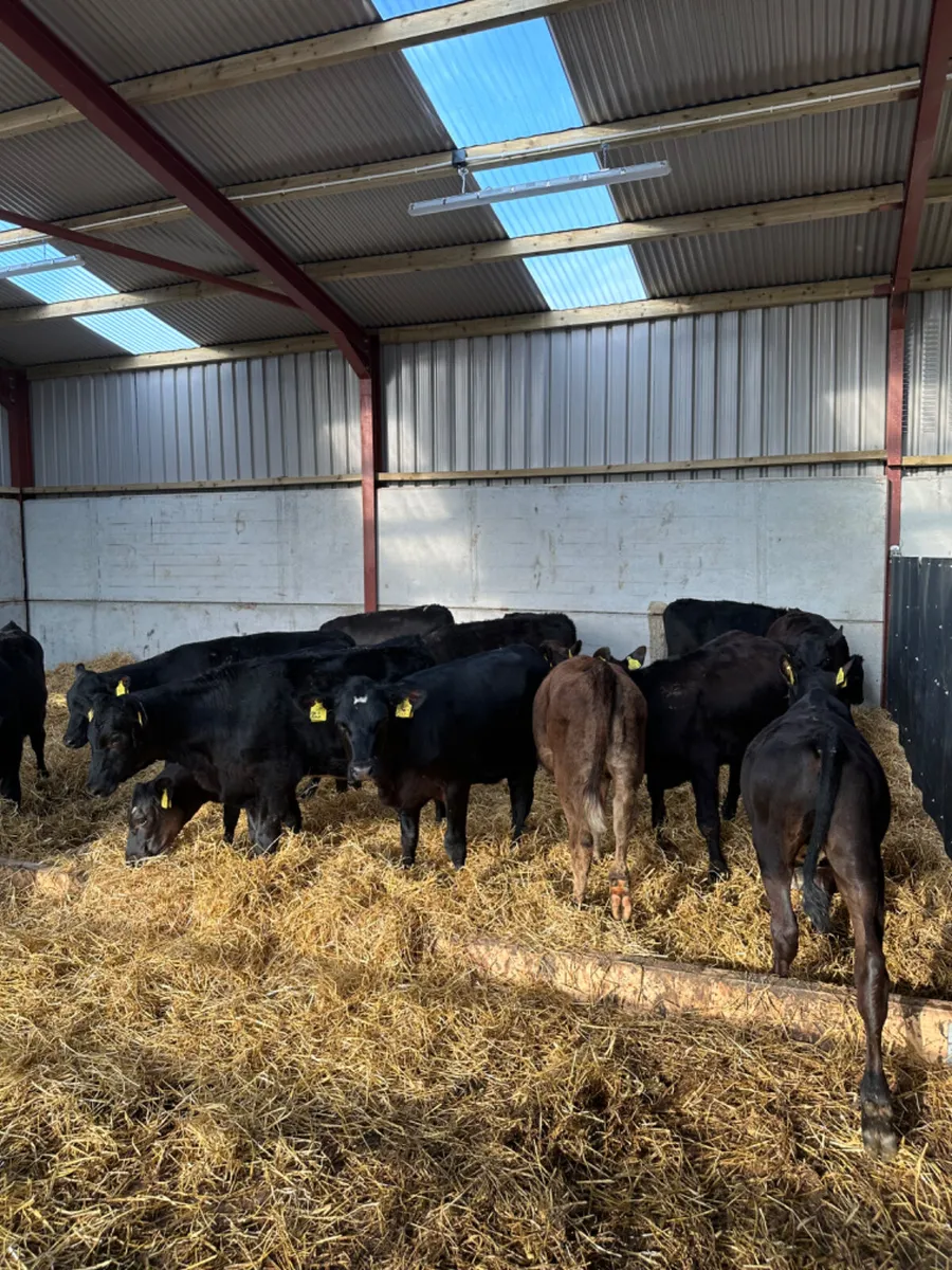 Angus and lim heifers - Image 3