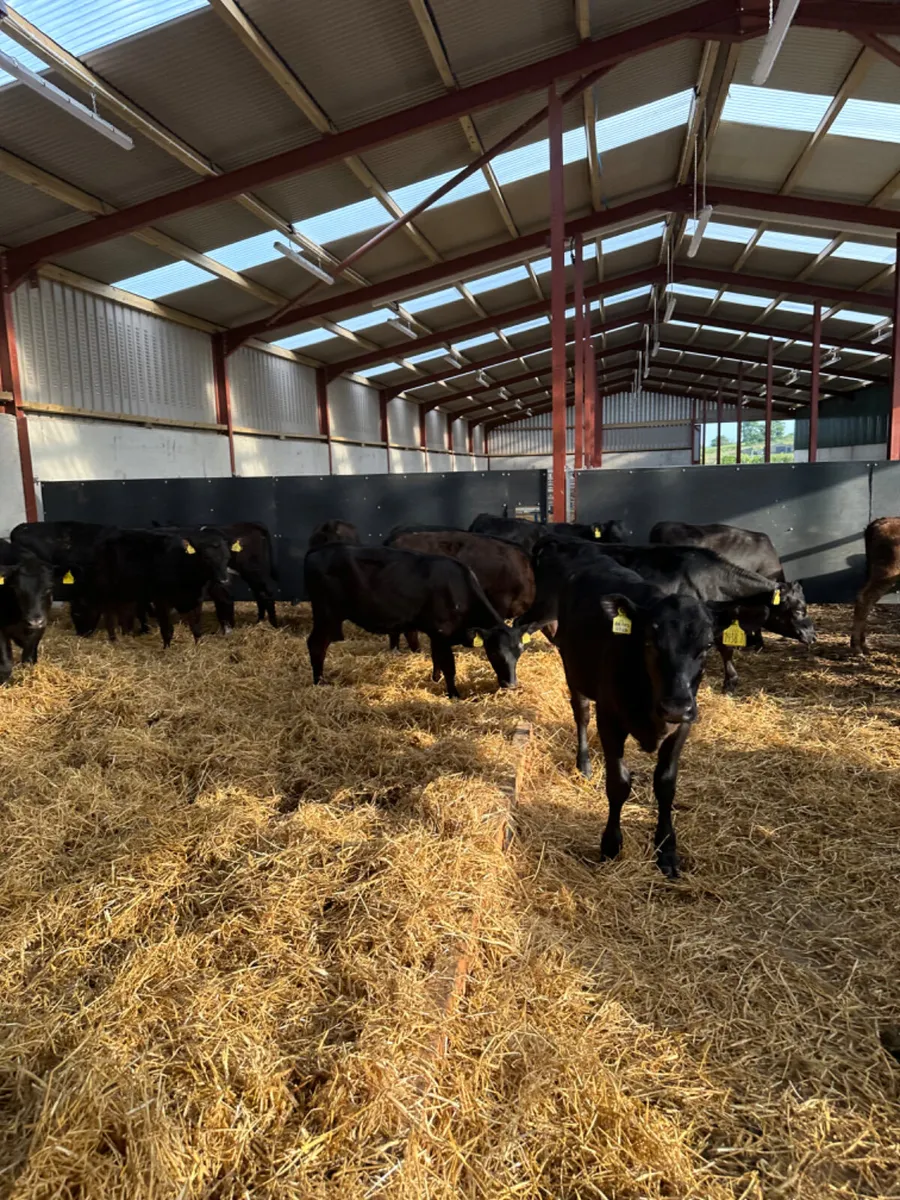 Angus and lim heifers - Image 1