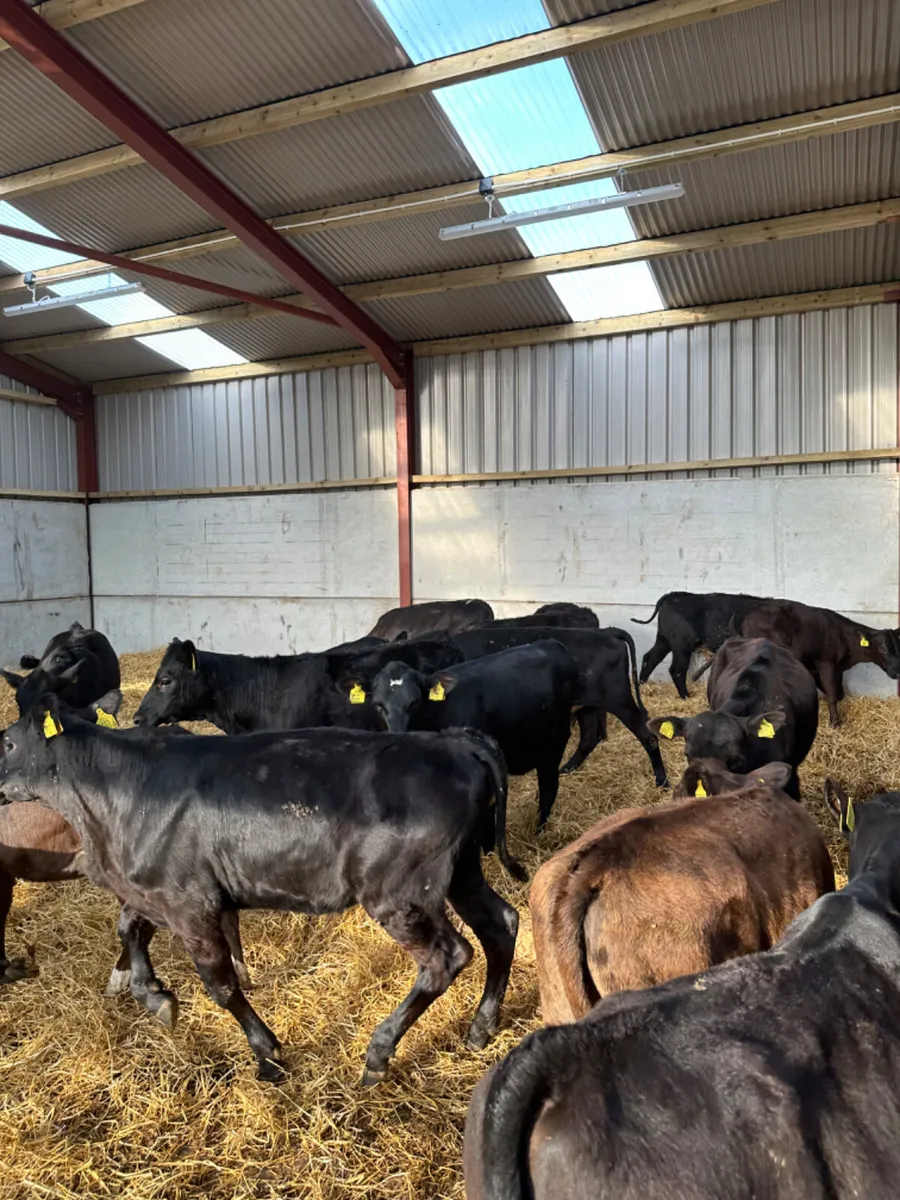 Angus and lim heifers - Image 2