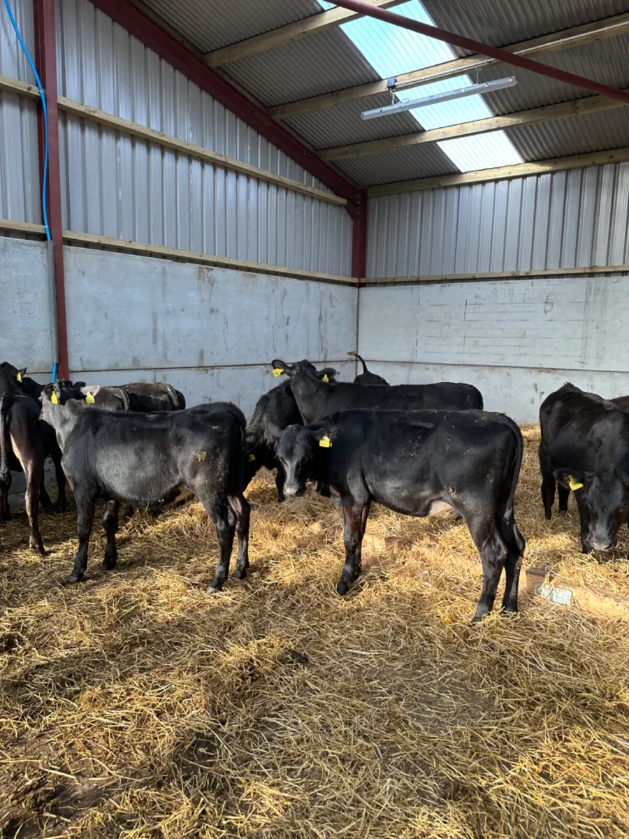 Angus and lim heifers - Image 4