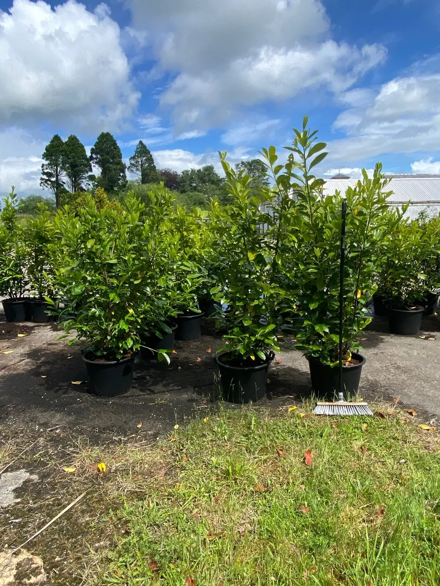 POTTED MATURE LAUREL (6-7ft) - Image 1