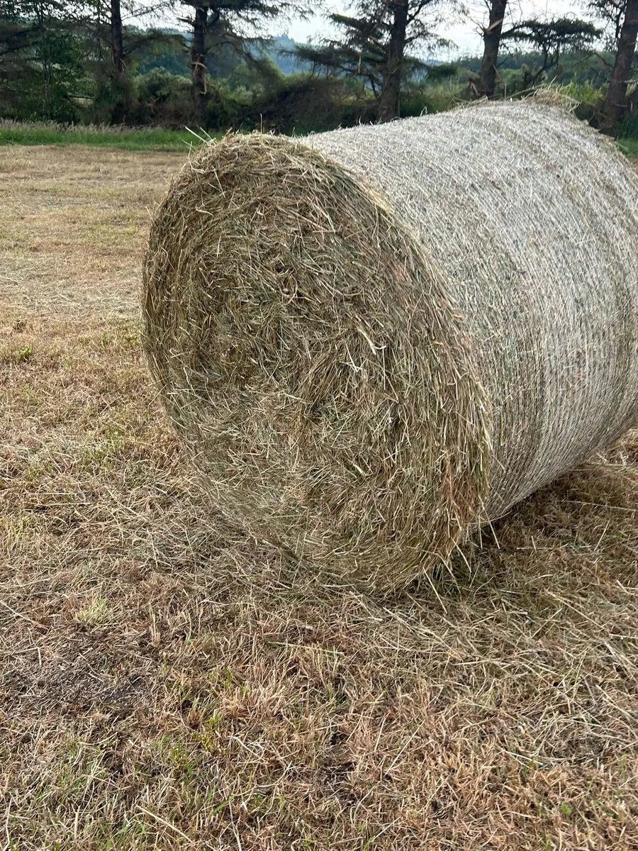 Hay bales - Image 1