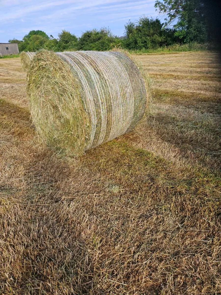 Hay - Image 2