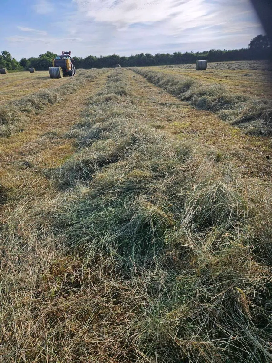 Hay - Image 3