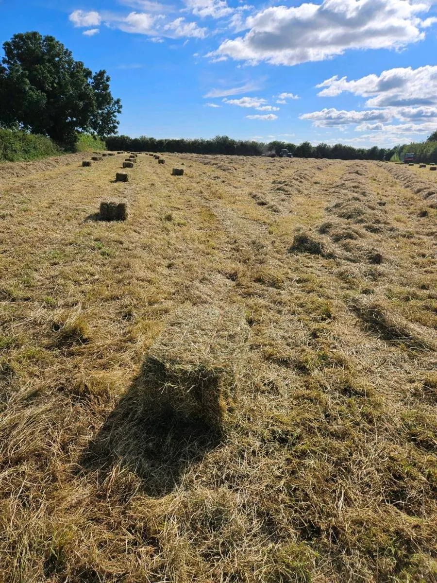 Hay - Image 4