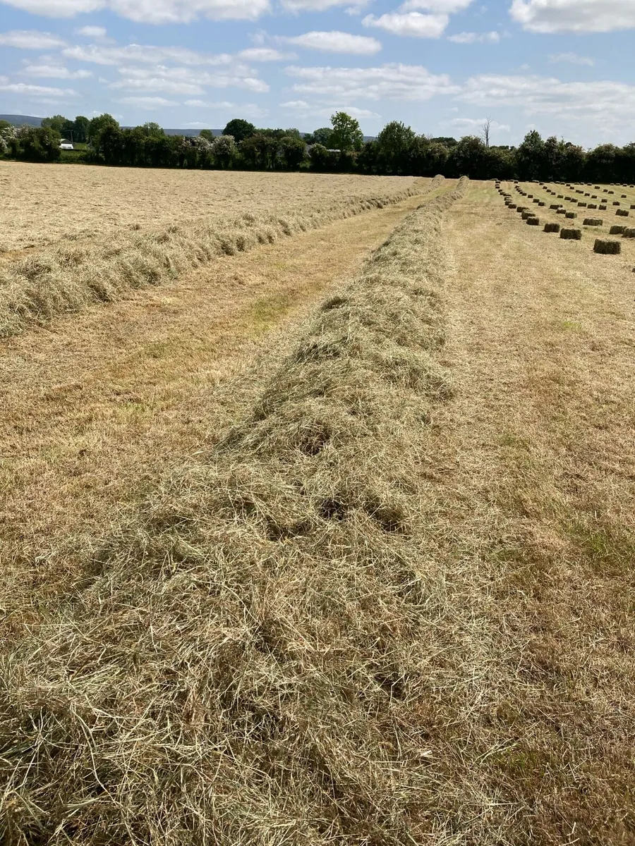 Square bales Hay - Image 1