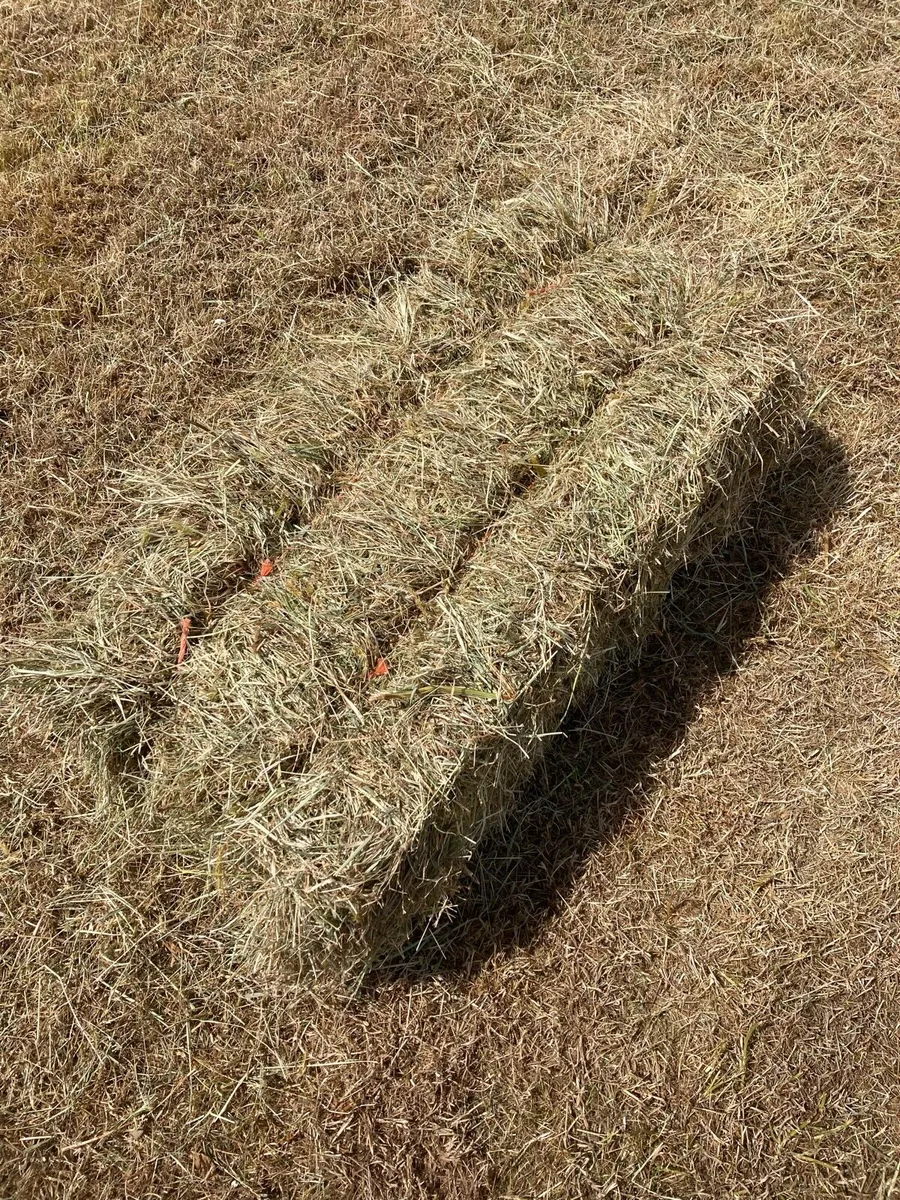 Square bales Hay - Image 2