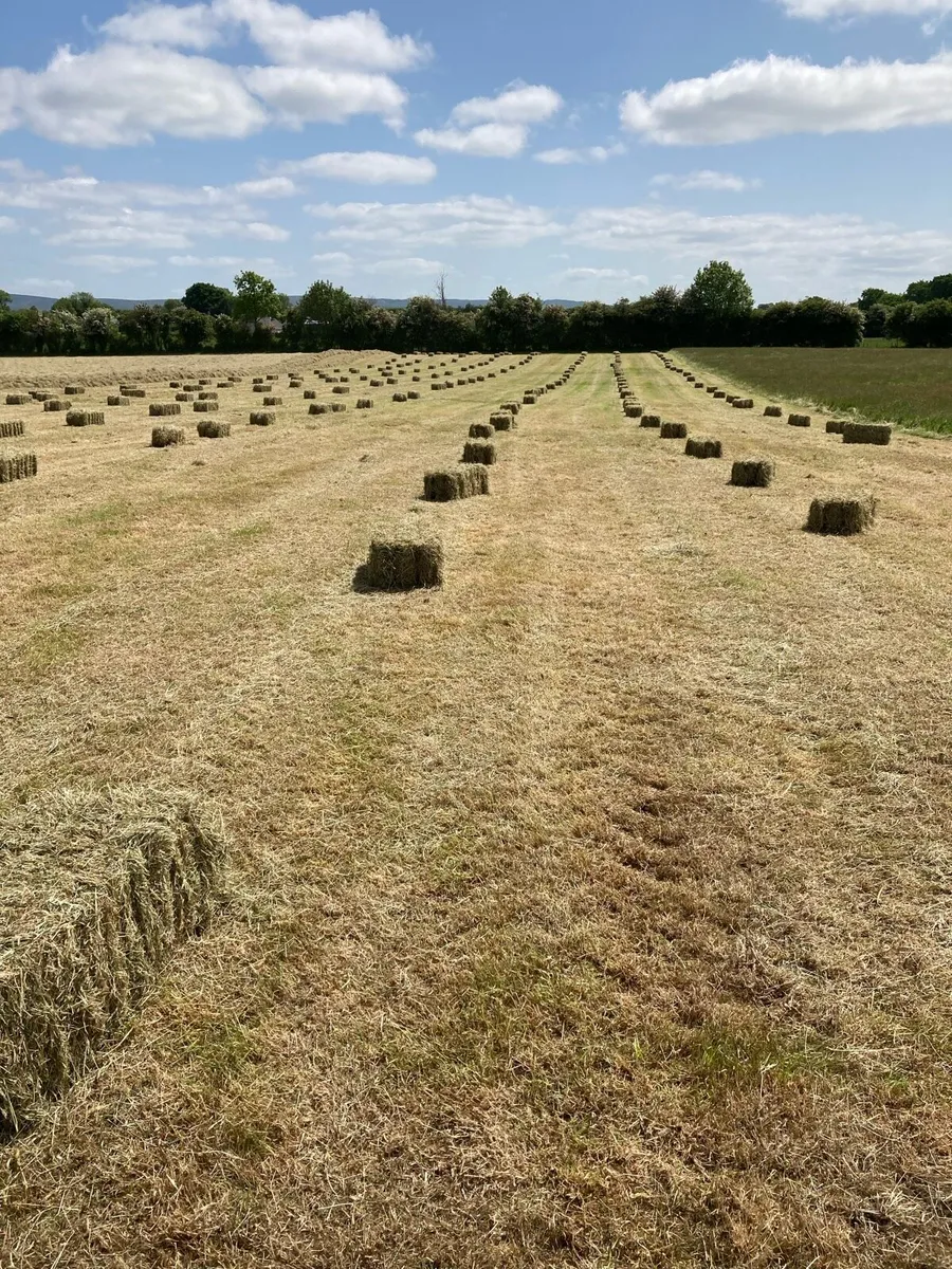 Square bales Hay - Image 3