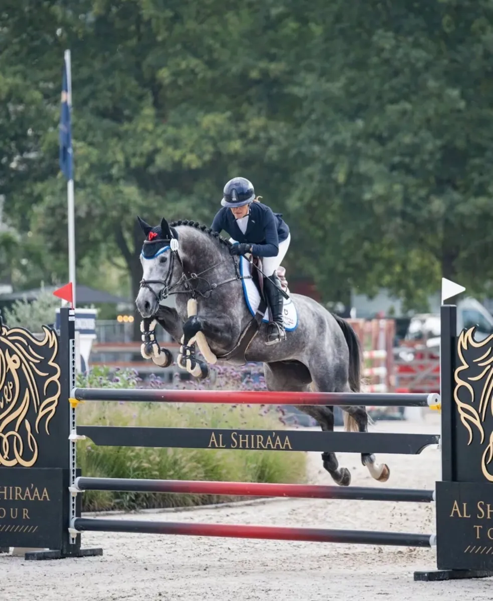 looking for a show jumper on lease!
