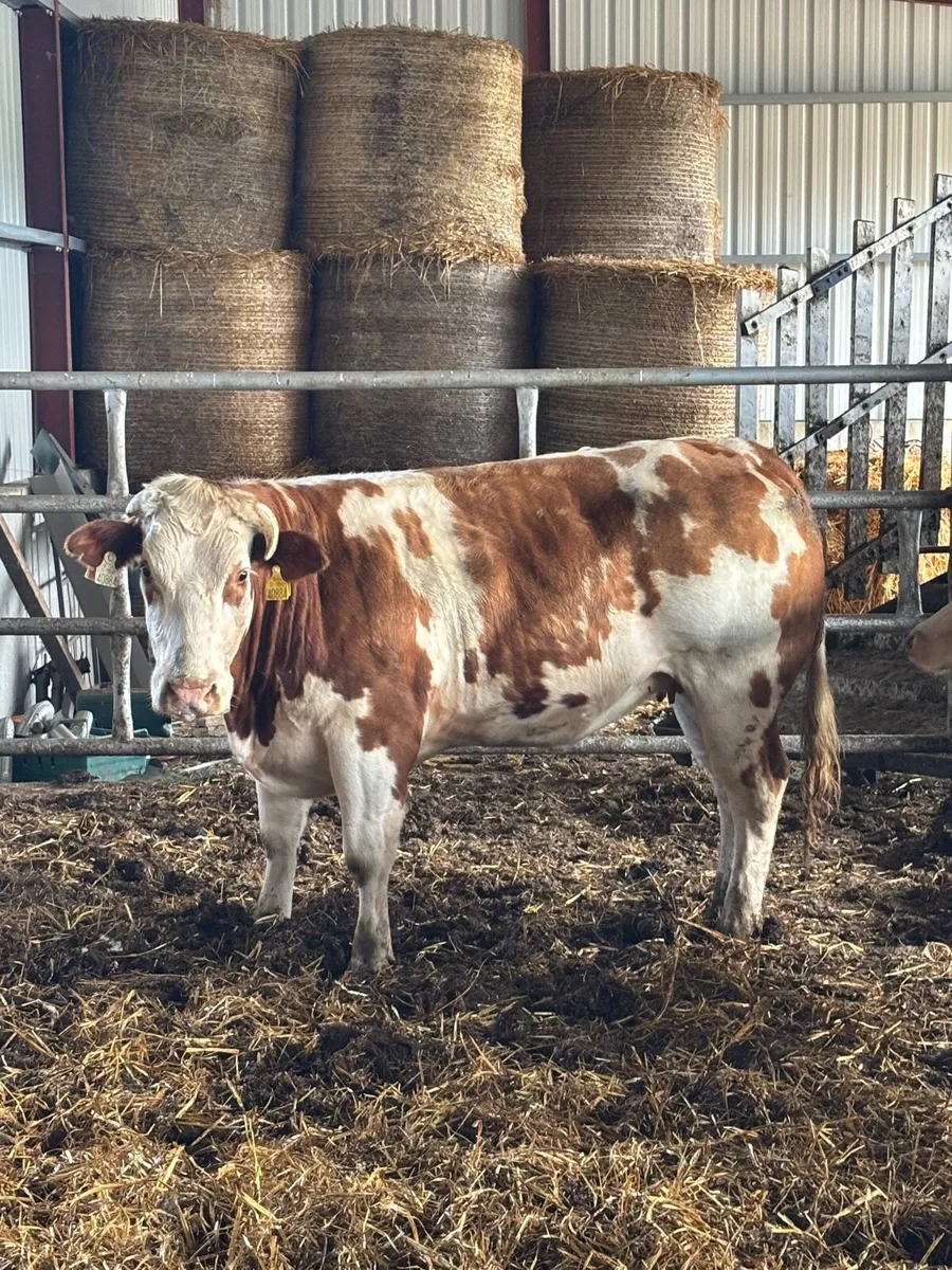 ❌ELITE BREEDING HEIFER ❌ - Image 1