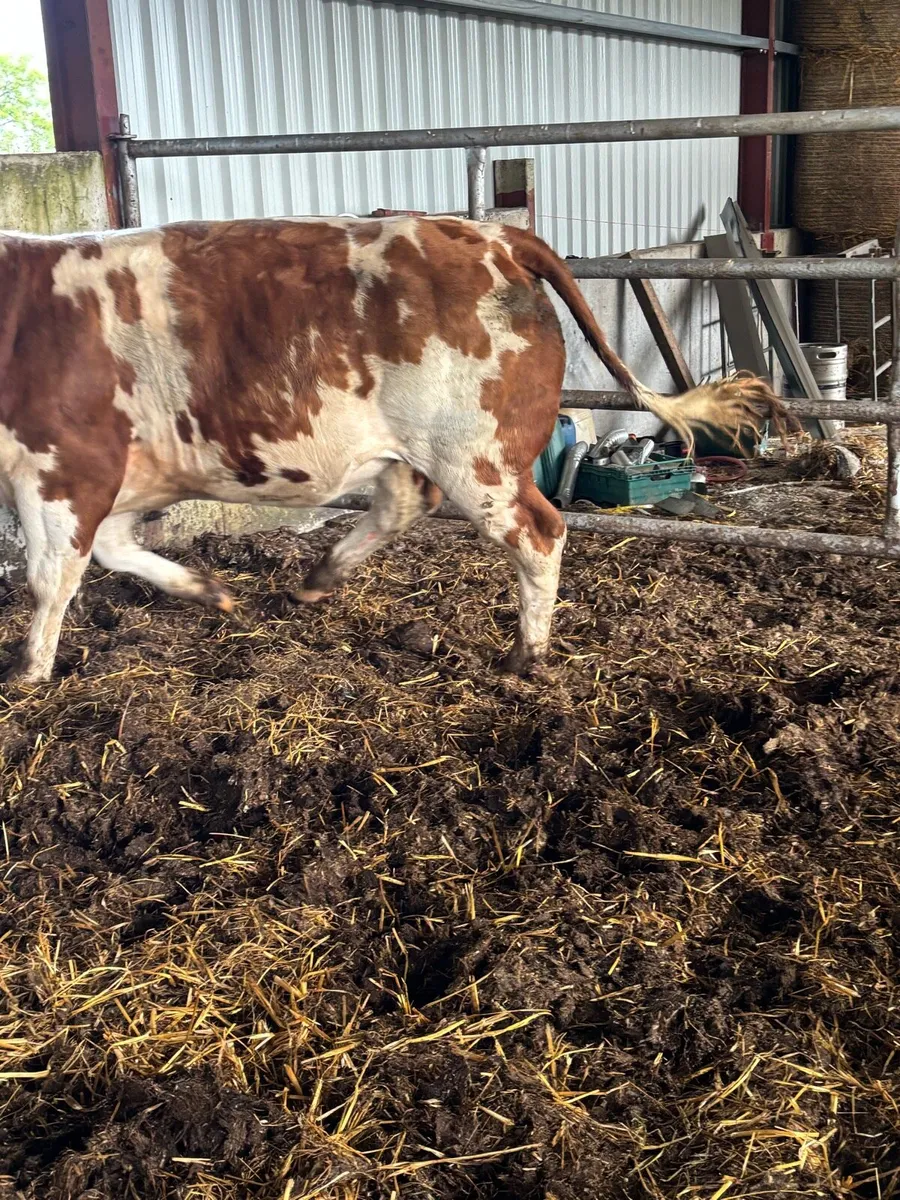 ❌ELITE BREEDING HEIFER ❌ - Image 2
