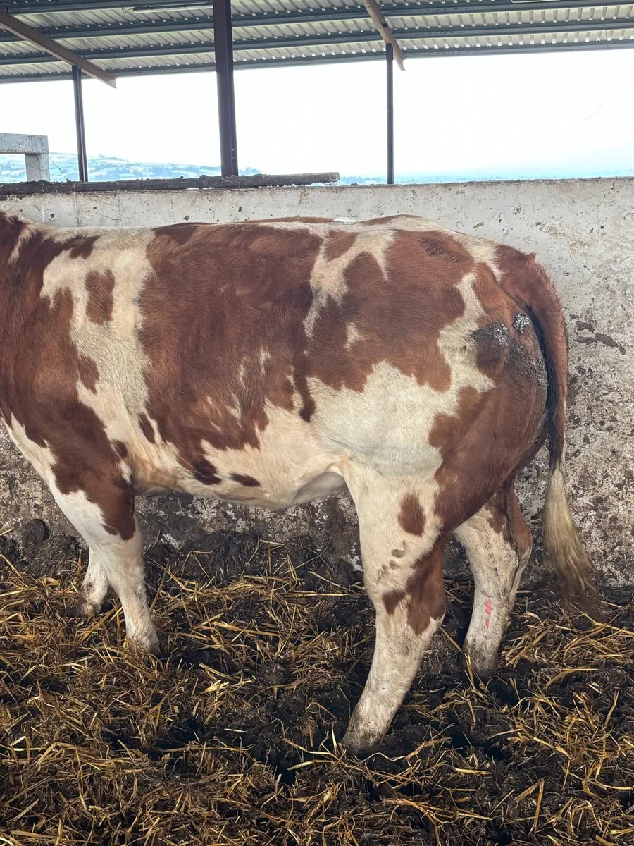 ❌ELITE BREEDING HEIFER ❌ - Image 3