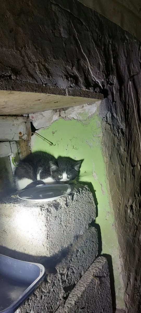 KITTEN.