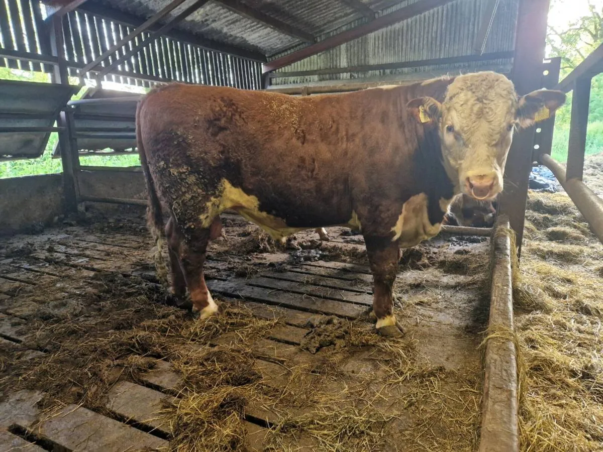 Hereford bull for sale in Cashel mart - Image 1