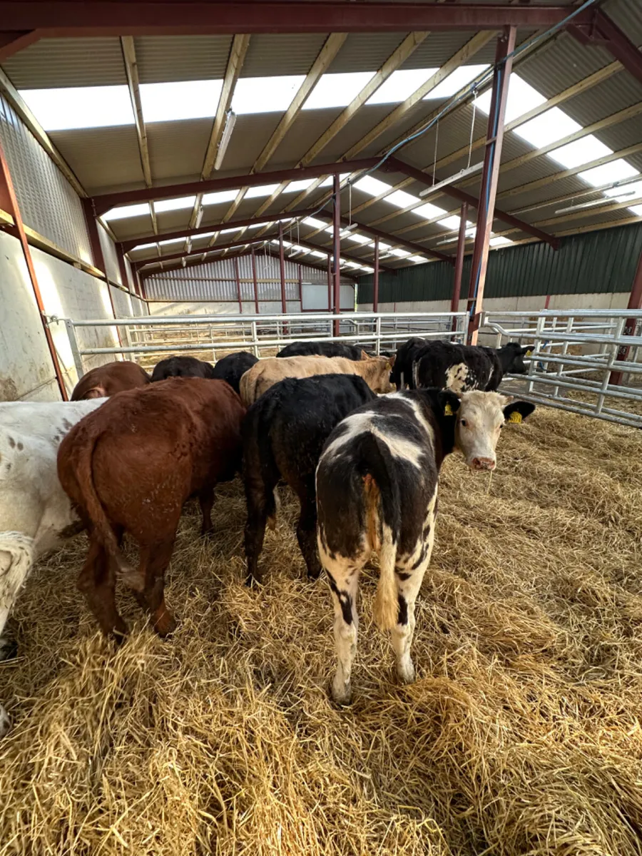 Lim Charolais and blue heifers - Image 3