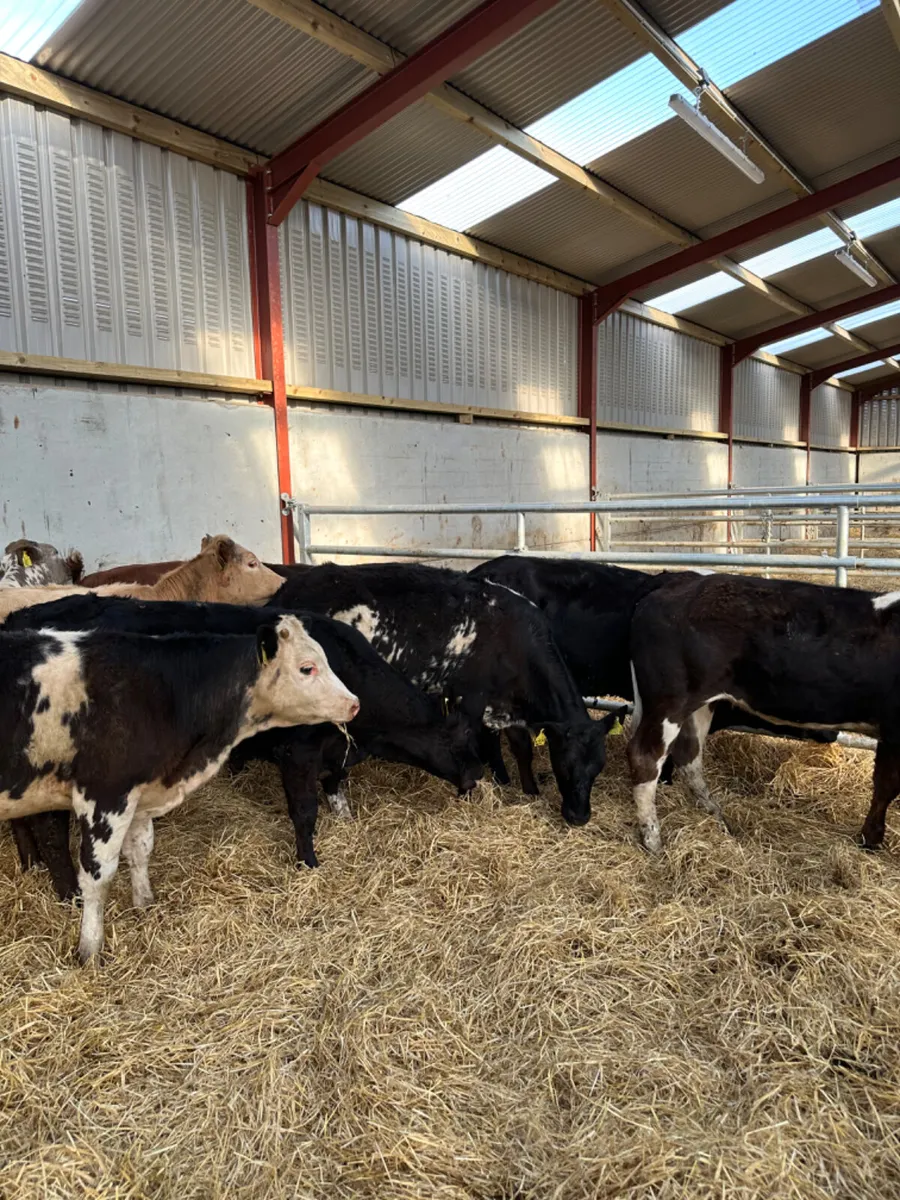 Lim Charolais and blue heifers - Image 2