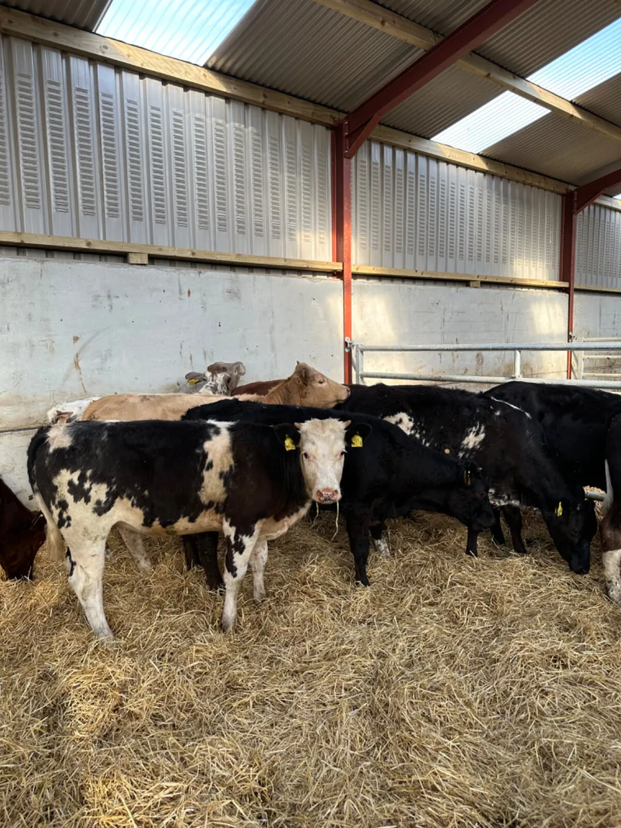 Lim Charolais and blue heifers - Image 1