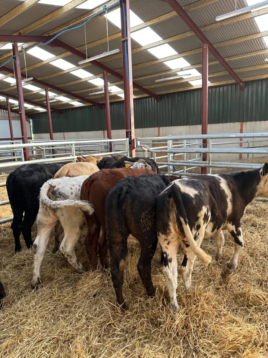 Lim Charolais and blue heifers - Image 4