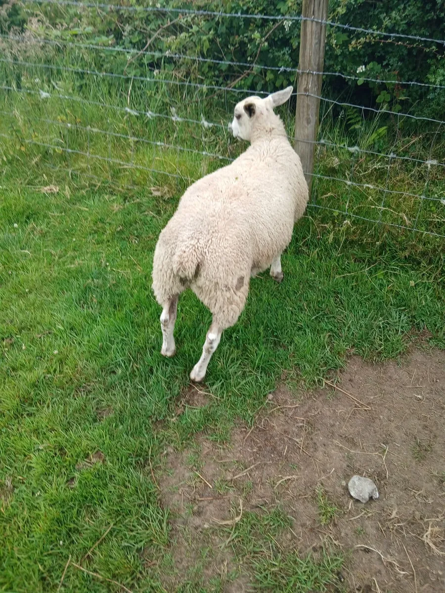 Aberfield ram lamb - Image 1