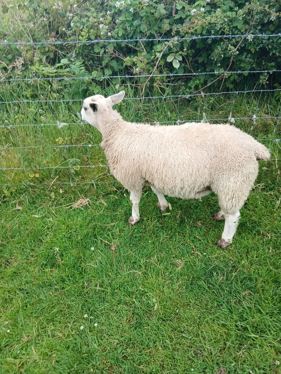 Aberfield ram lamb - Image 2