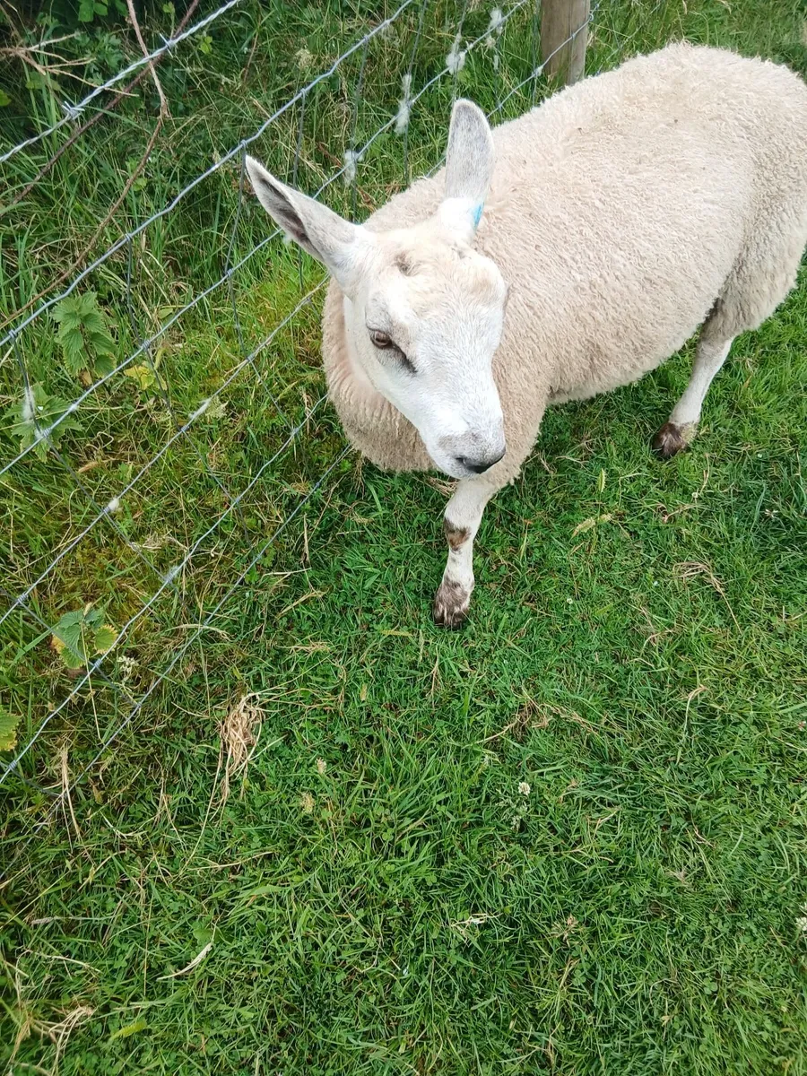 Aberfield ram lamb - Image 4