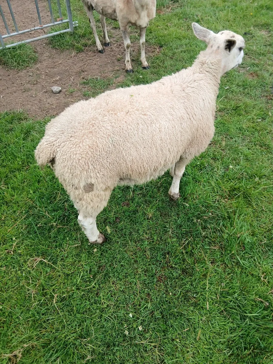 Aberfield ram lamb - Image 3