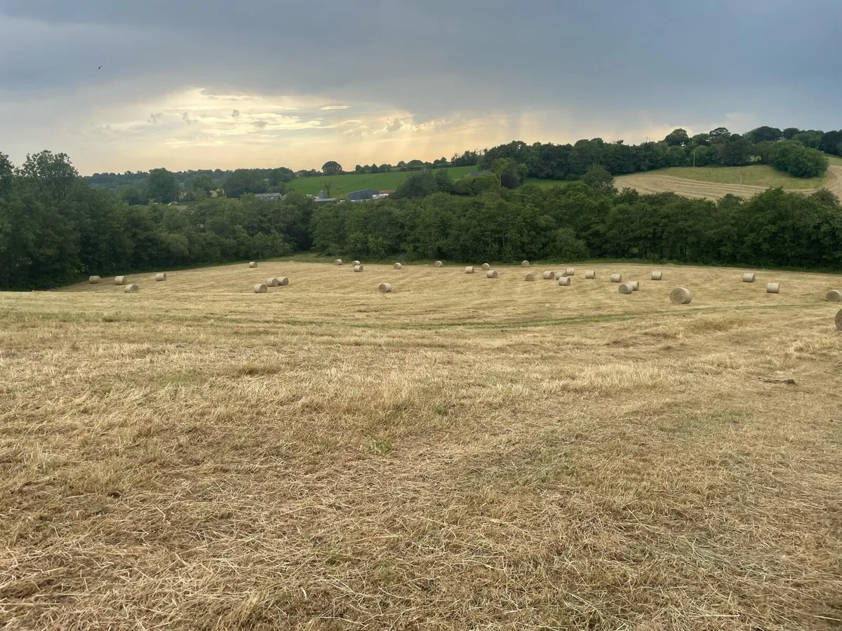 Hay - Image 4