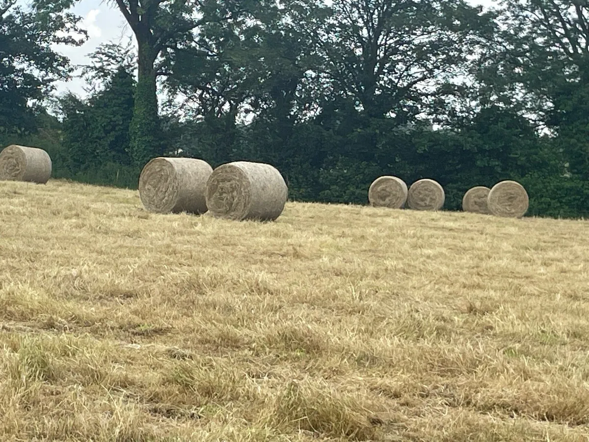 Hay - Image 3