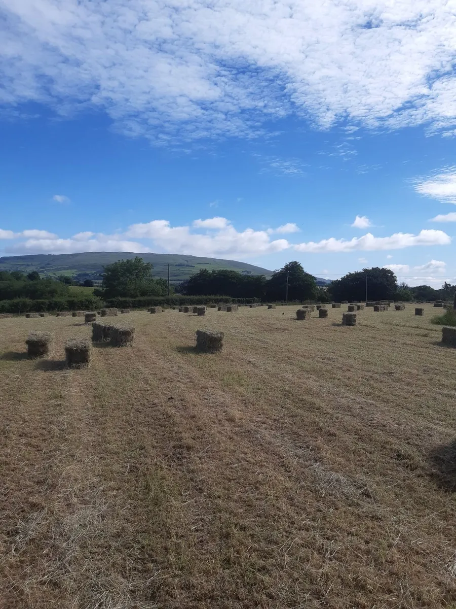 Hay - Image 2
