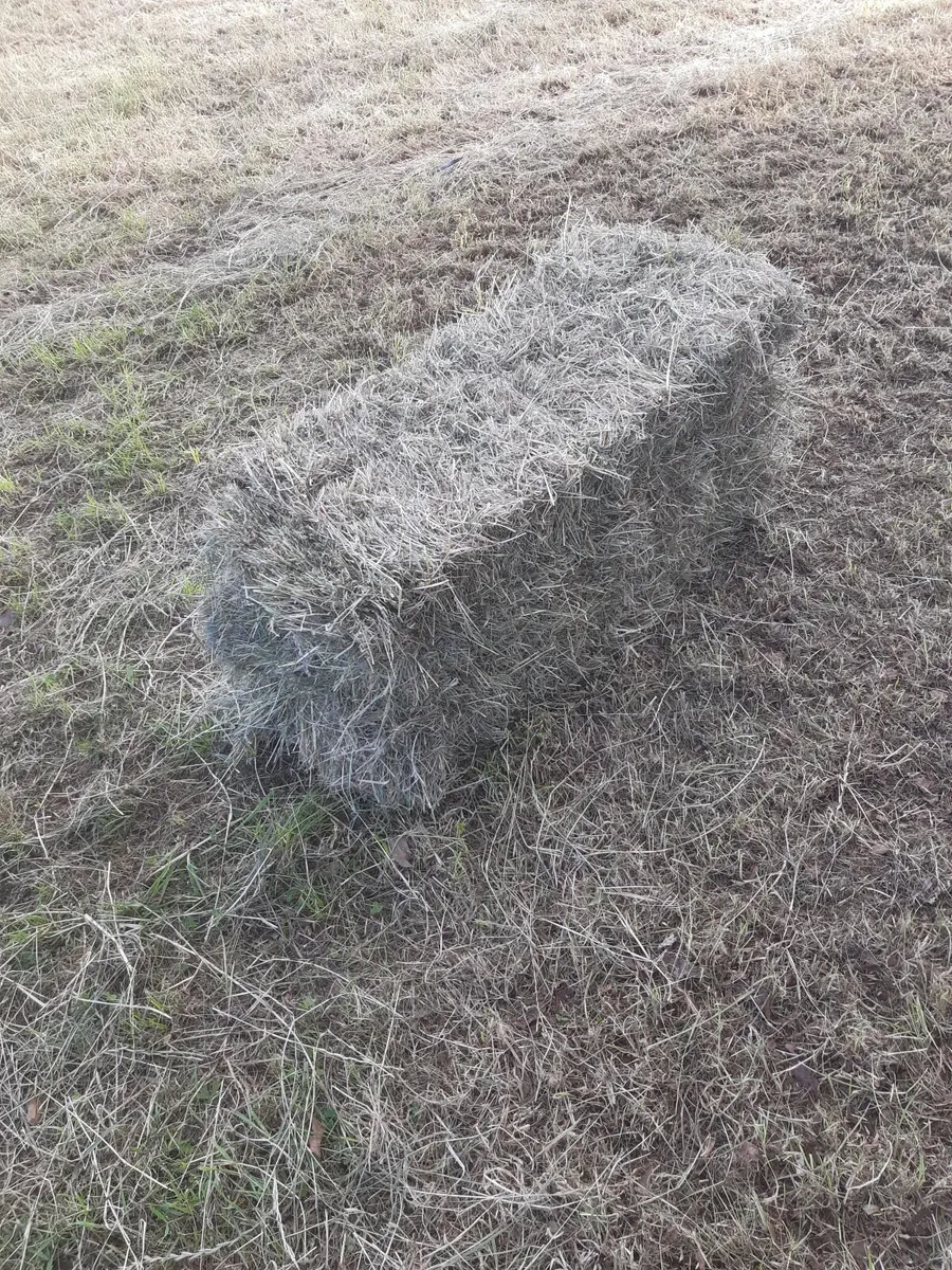 Hay - Image 3