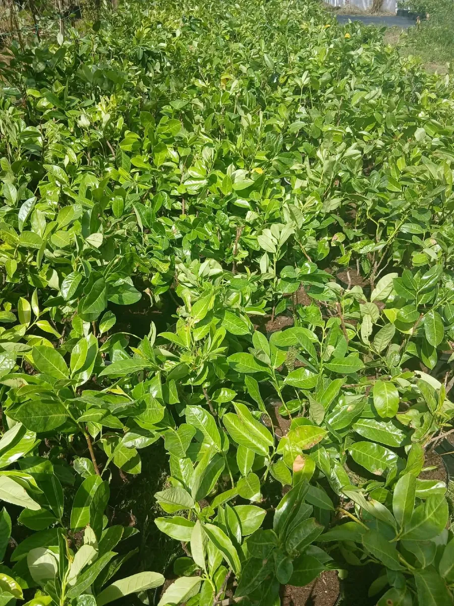 Laurel Hedging €3.50 - Just under 2ft tall. - Image 2