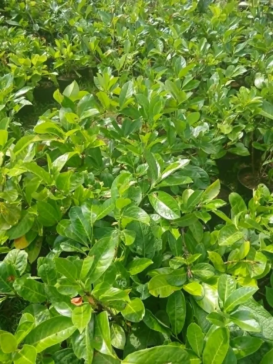 Laurel Hedging €3.50 - Just under 2ft tall. - Image 3