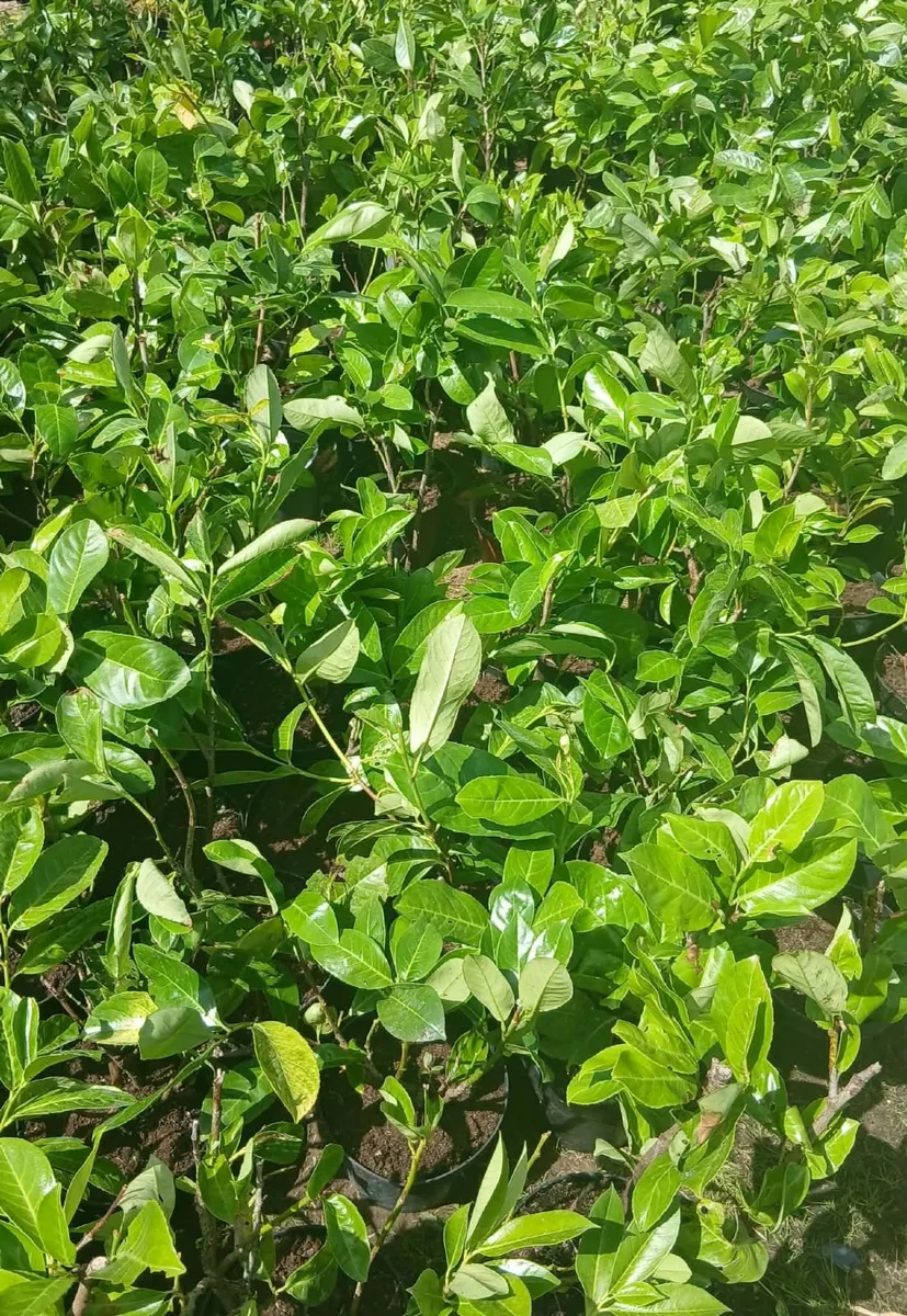 Laurel Hedging €3.50 - Just under 2ft tall. - Image 4